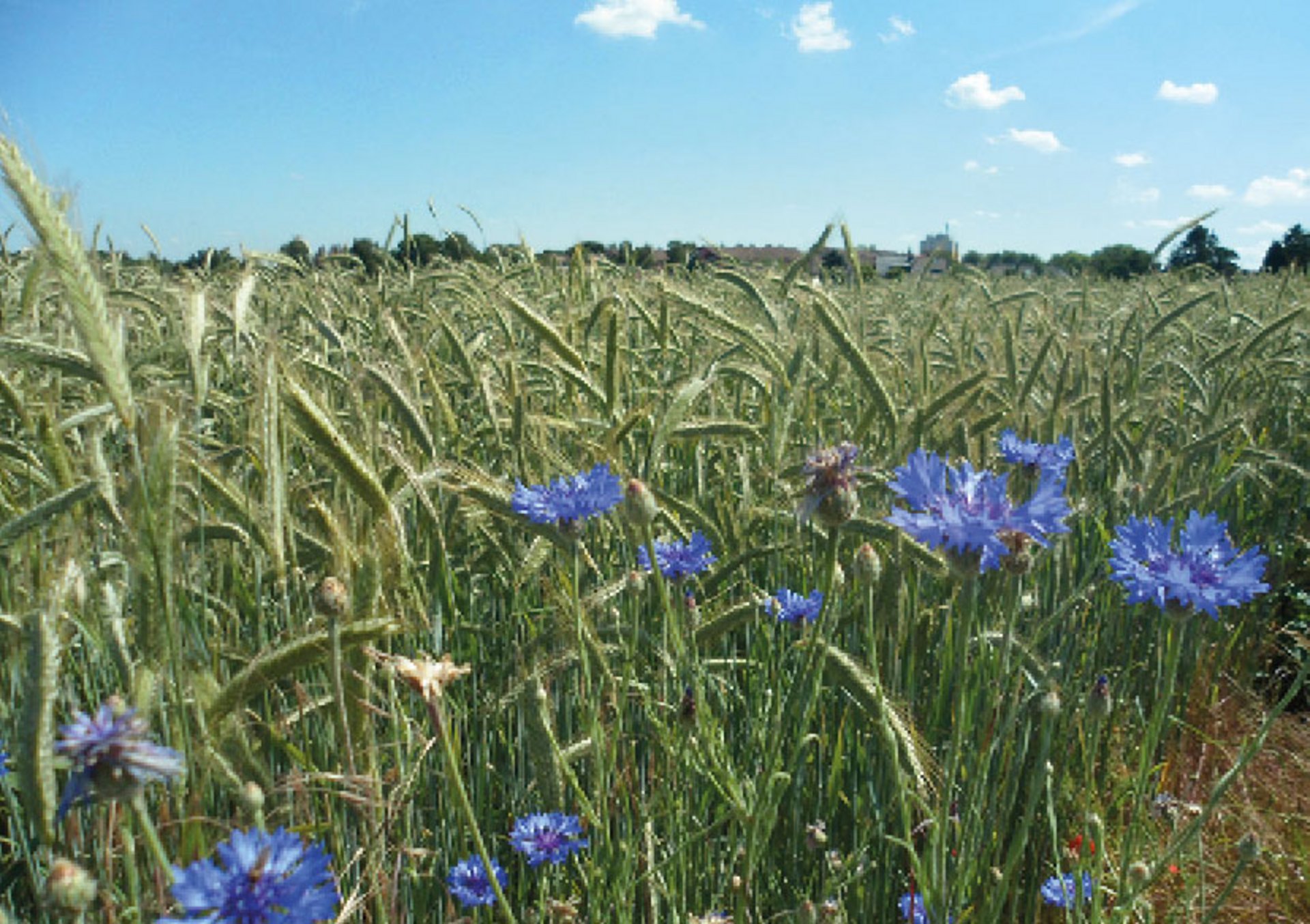 grobe_zu-taten_flyer_feld